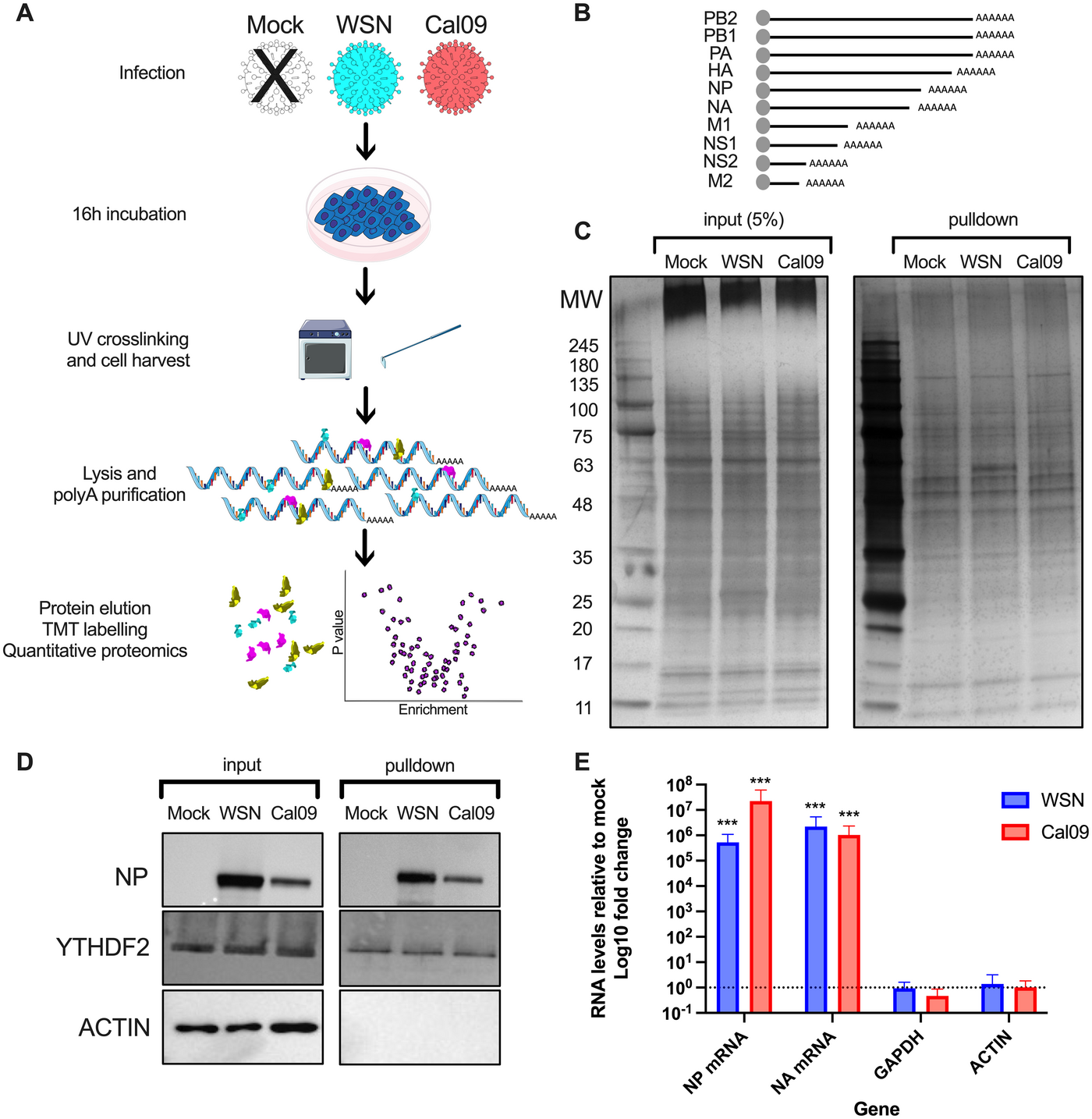 Figure 1 of the MKRN2 study on cellular RNA-binding proteins during influenza infection