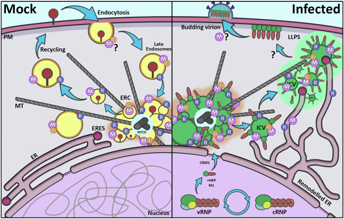 Model figure showing myoferlin and EHD proteins in Rab11-mediated vRNP trafficking vesicles in uninfected and influenza-infected cells