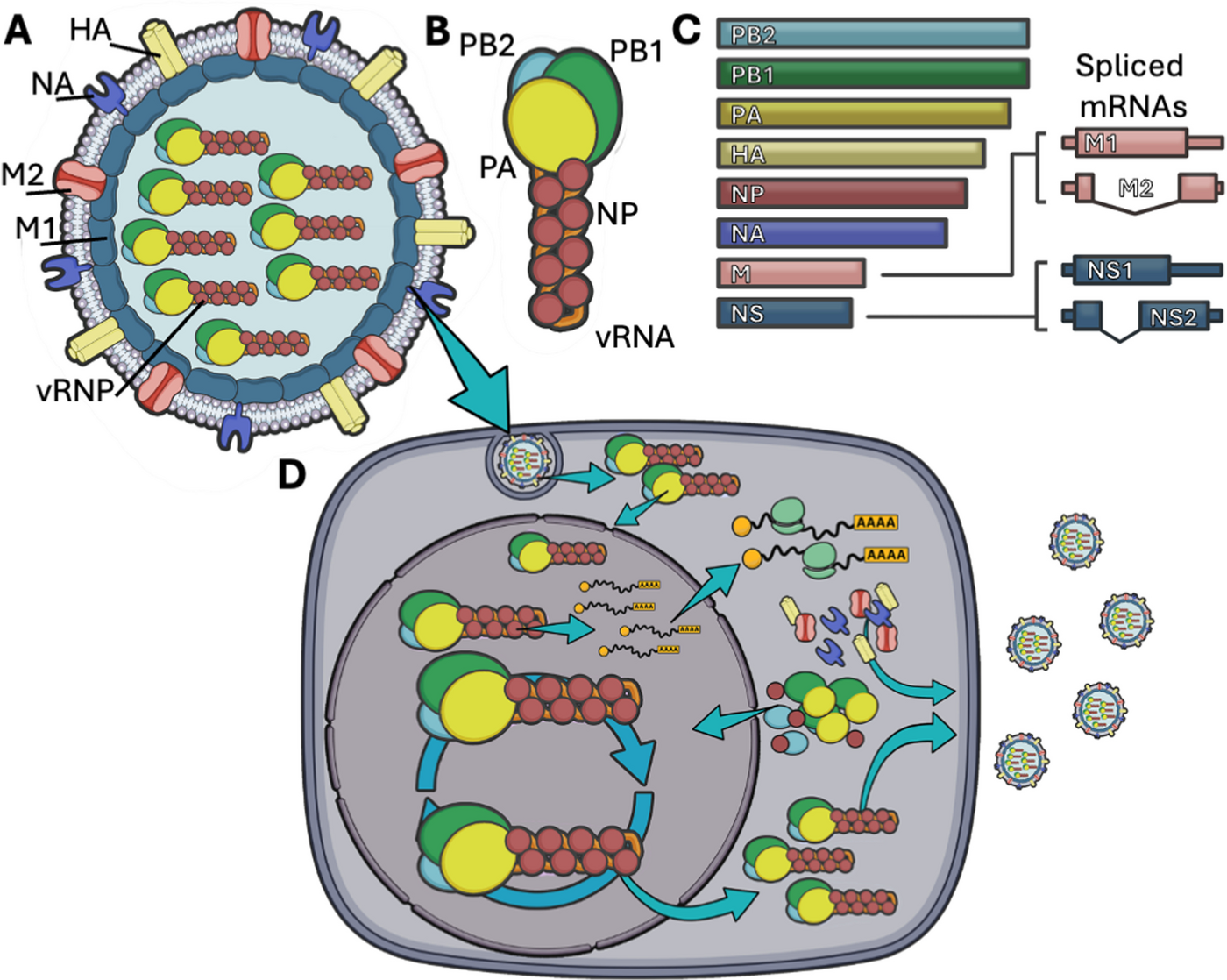 Figure 1 of the review on influenza A virus RNA localisation and host trafficking pathways