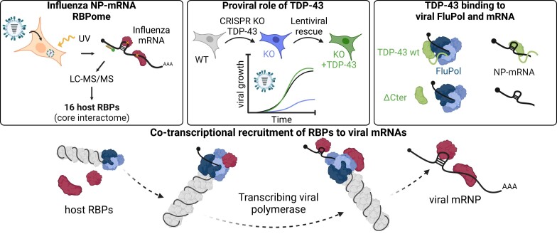 Graphical abstract of the influenza A virus mRNA RBPome study identifying TDP-43